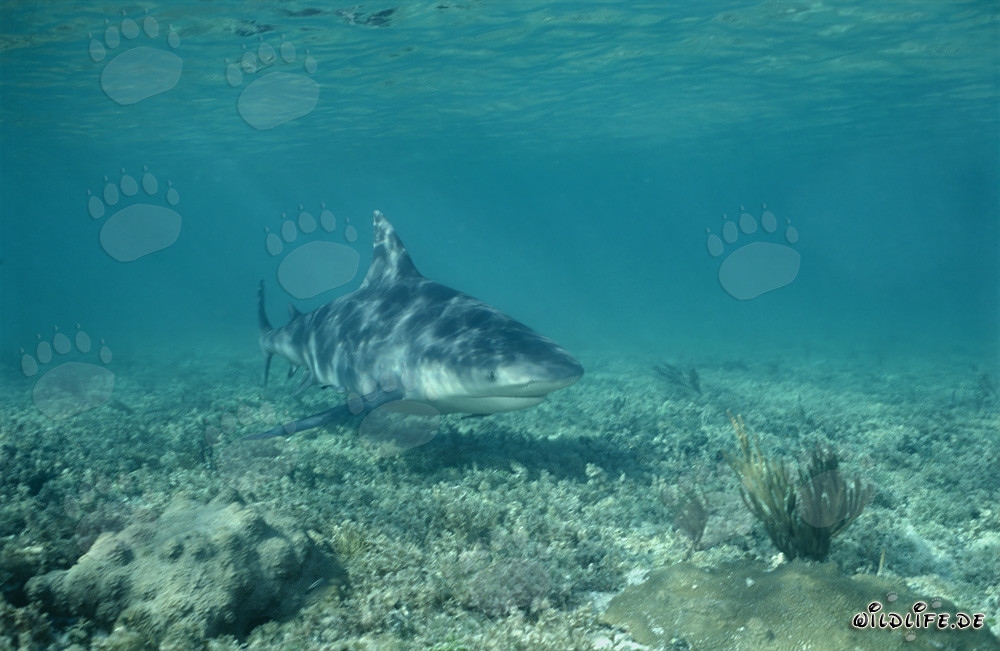 Tiburón toro majestuoso emerge