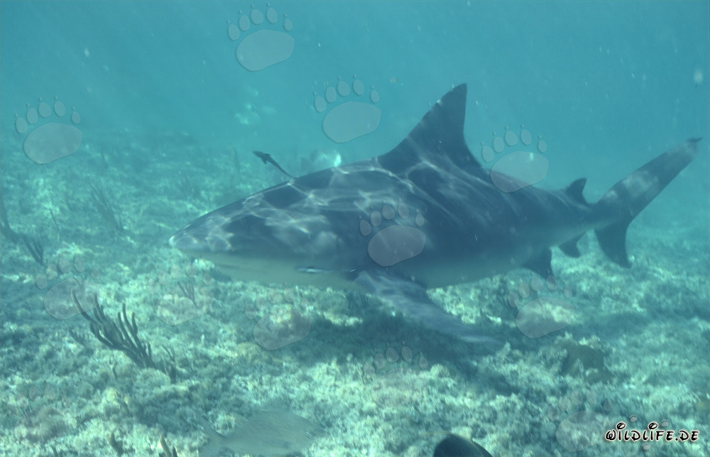 Bullenhai auf Nahrungssuche in den flachen Gewässern vor Walker´s Cay, Bahamas