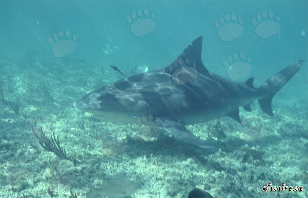 Requin bouledogue à la recherche de nourriture dans les eaux peu profondes devant Walker´s Cay, Bahamas