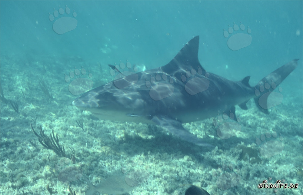 Squalo toro alla ricerca di cibo nelle acque basse di fronte a Walker´s Cay, Bahamas