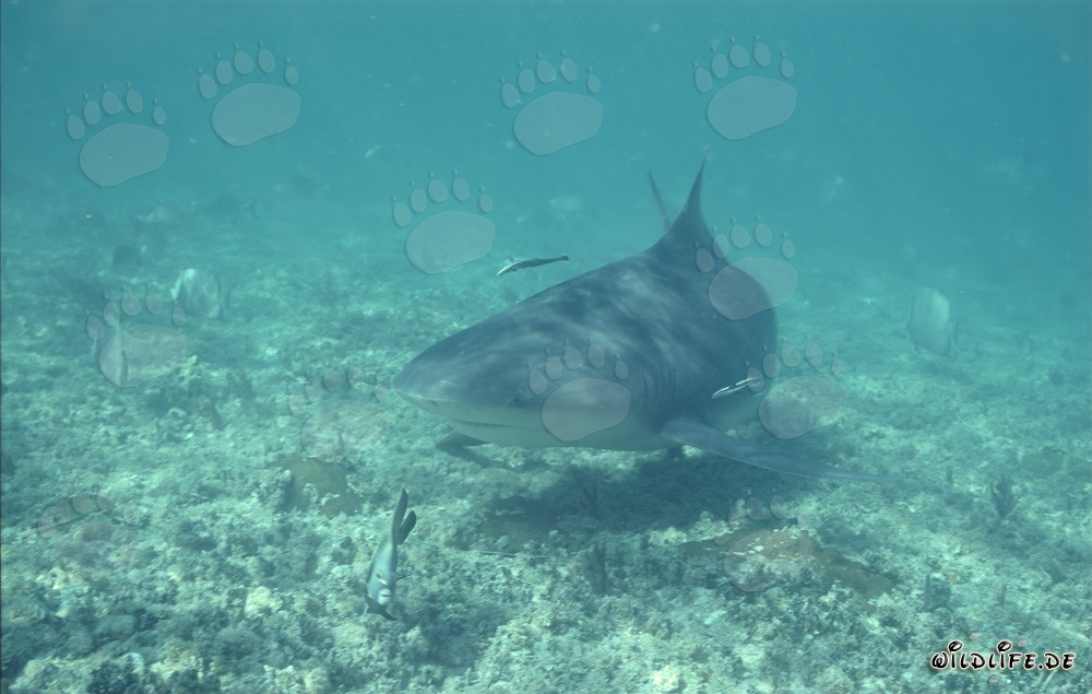 Impressive bull shark on the hunt in shallow water