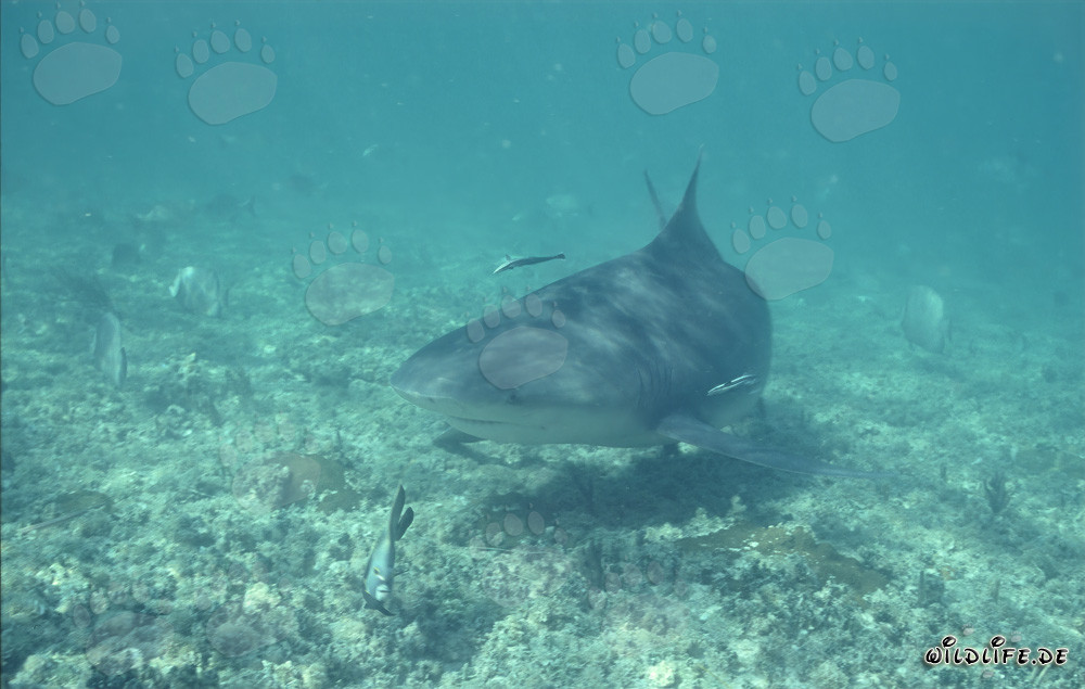 Imposanter Bullenhai auf Nahrungssuche in flachem Wasser