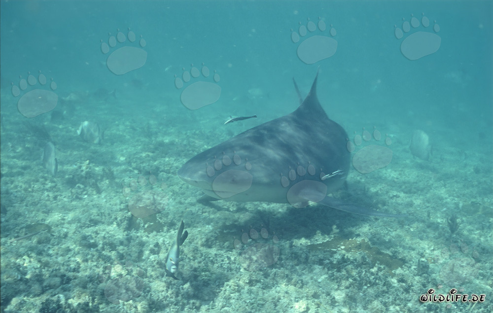Impresionante tiburón toro en busca de alimento en aguas poco profundas