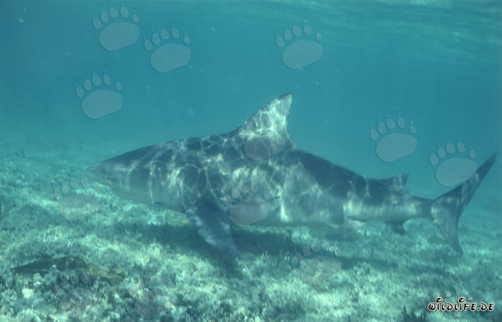 Impressive Bull Shark on the Hunt at Shark Beach of Walker´s Cay