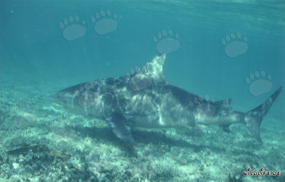 Impressionnant requin taureau à la recherche de nourriture sur la Shark Beach de Walker's Cay
