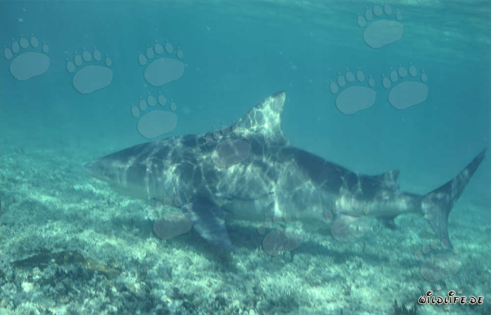 Impressionante squalo toro alla ricerca di cibo sulla Shark Beach di Walker's Cay