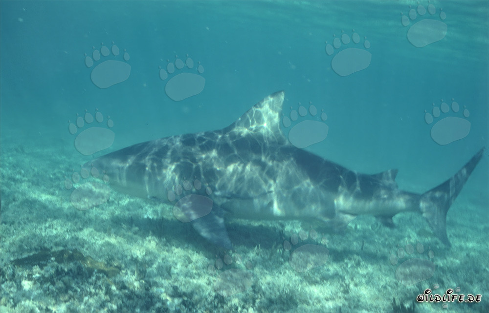 Impresionante tiburón toro en busca de alimento en la Shark Beach de Walker's Cay