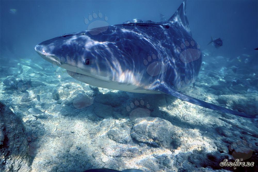 Fascinating Bull Shark at the Shark Beach of Walker´s Cay