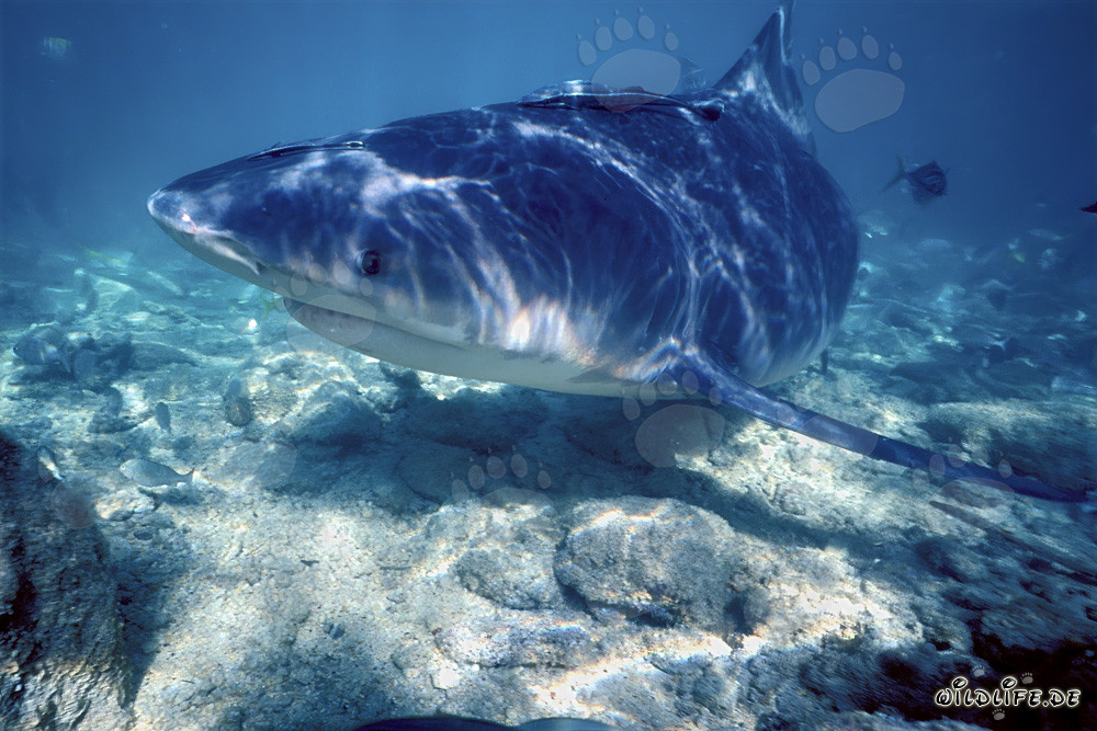 Faszinierender Bullenhai an der Shark Beach von Walker´s Cay