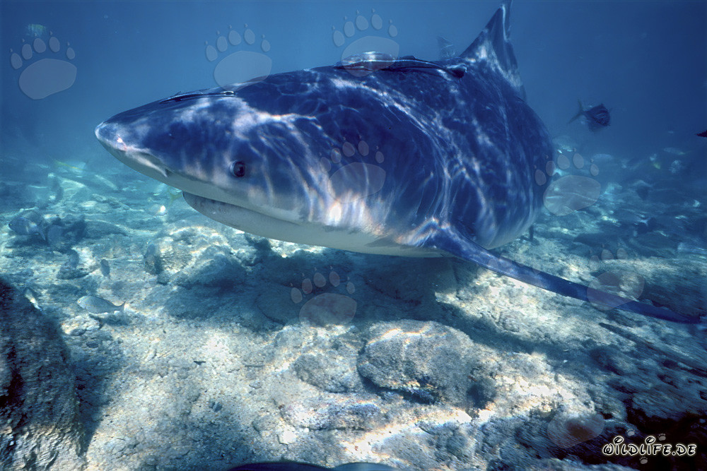 Requin taureau fascinant sur la plage aux requins de Walker´s Cay