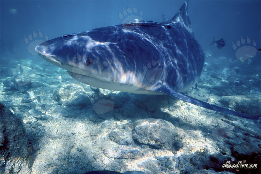 Affascinante squalo toro sulla spiaggia degli squali di Walker´s Cay
