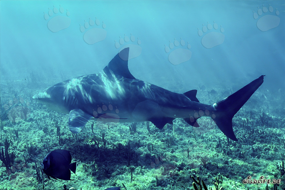 Majestic Bull Shark swimming close to the seabed