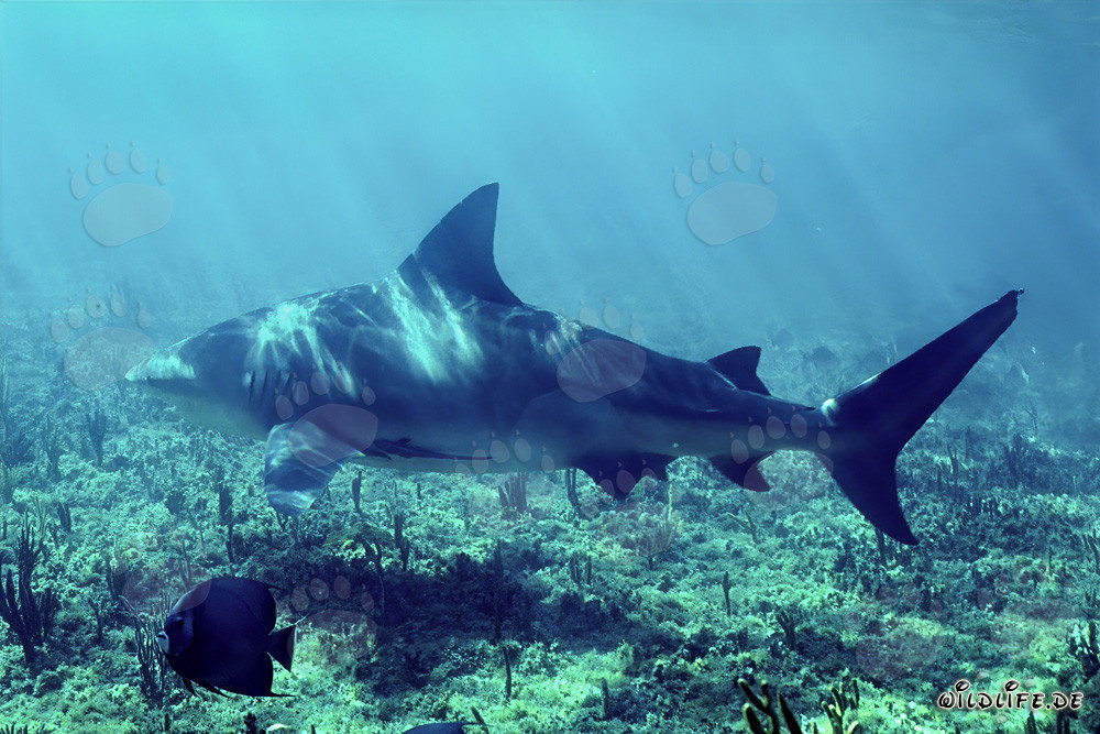 Grand requin taureau nage près du fond marin