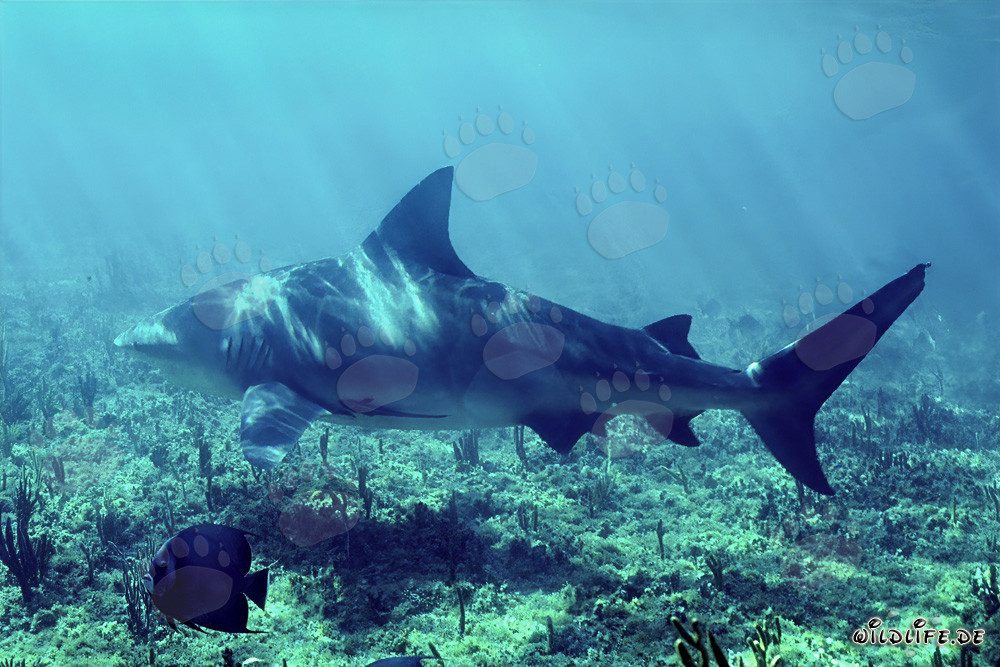Impresionante tiburón toro nada cerca del fondo marino