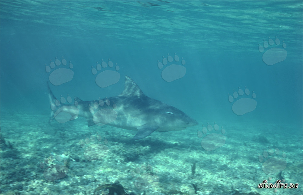 Bull Shark Profile