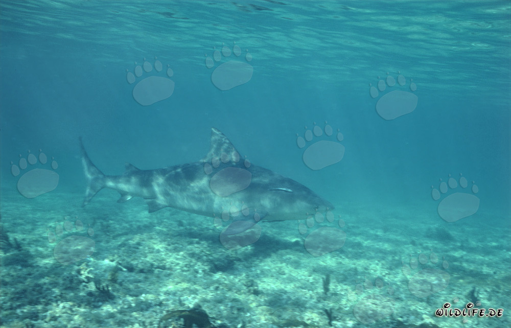 Profil latéral du requin taureau