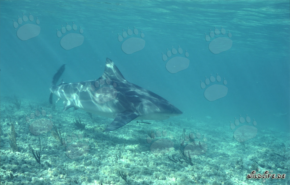 Requin taureau fascinant sous les projecteurs des Bahamas