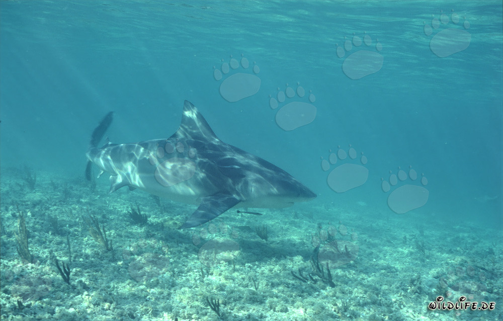 Affascinante squalo tigre alla luce delle Bahamas