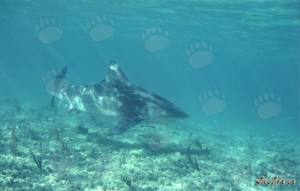Fascinante tiburón toro bajo la luz de las Bahamas