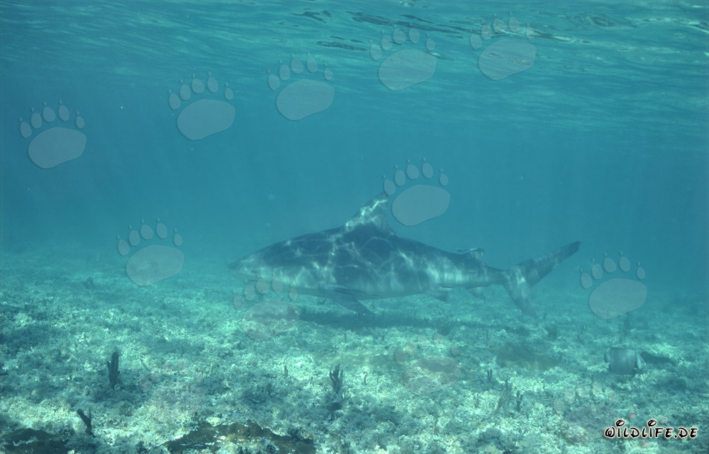 Bull shark swims over overgrown seabed