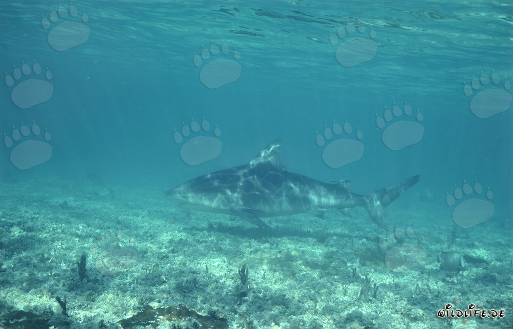 Bullenhai schwimmt über mit Bewuchs bedeckten Meeresgrund
