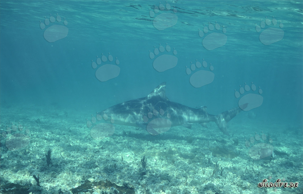 Requin taureau nage sur le fond marin couvert de végétation