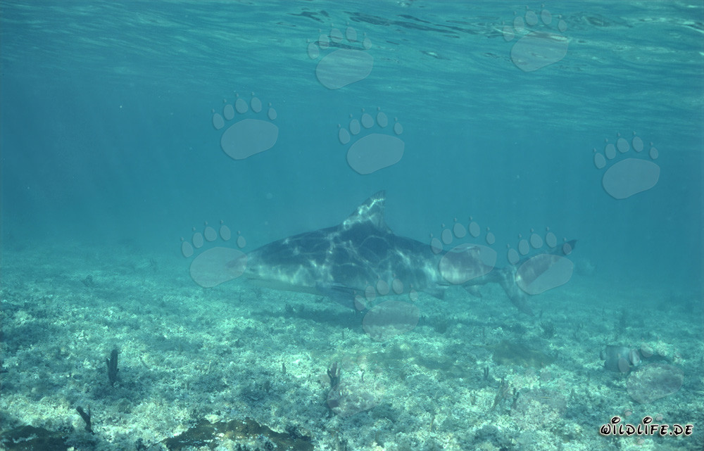 Tiburón toro nada sobre el lecho marino cubierto de vegetación
