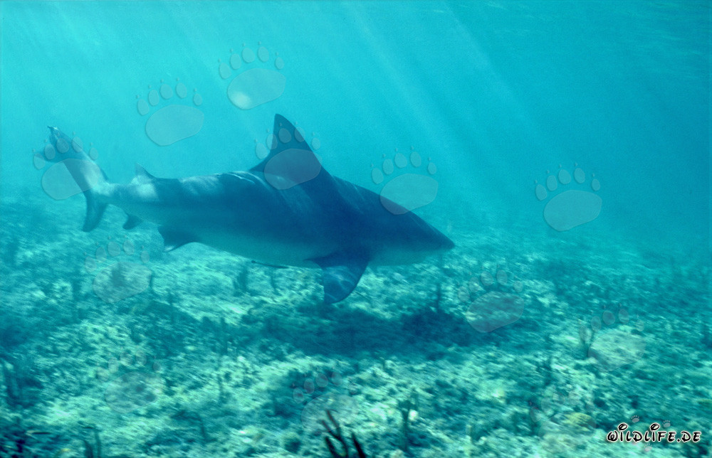 Bull shark basking in the Caribbean sun rays