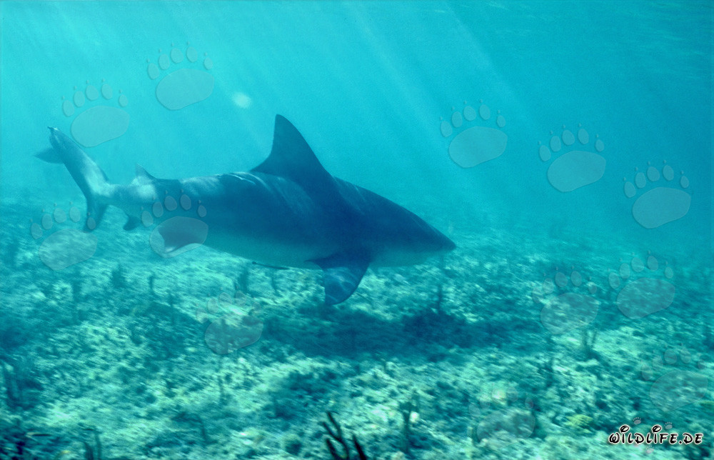 Requin taureau sous le soleil éclatant de la mer des Caraïbes