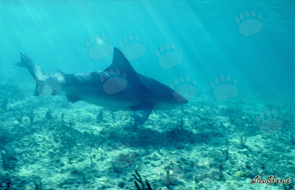 Squalo toro sotto il brillante sole del mare dei Caraibi