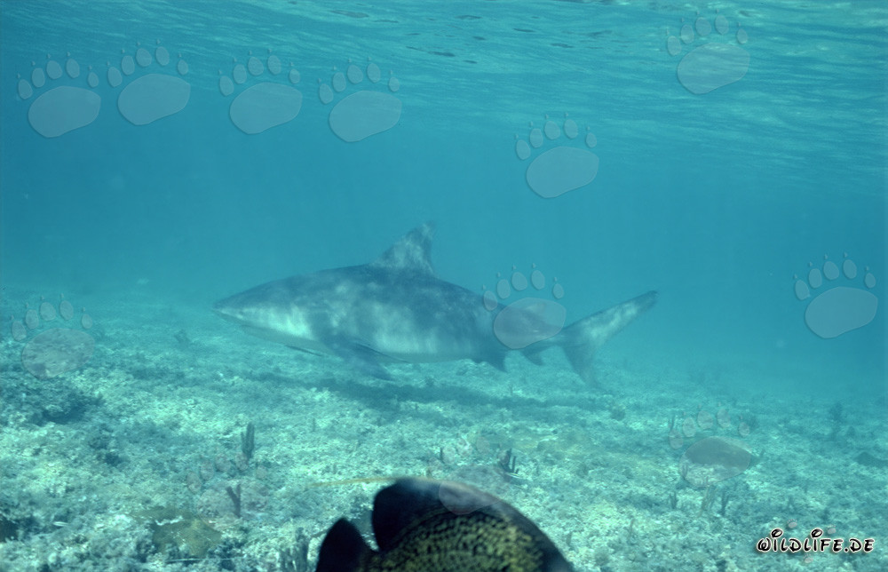 Fascinating Bull Shark Searching for Prey