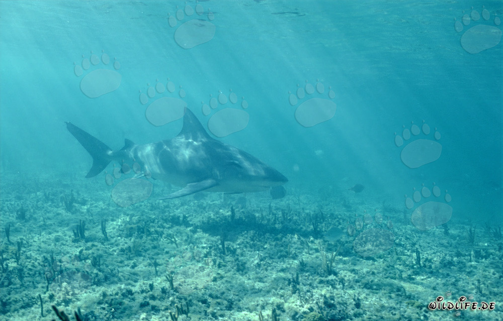 Majestic Bull Shark in the Clear Waters off Walker's Cay, Bahamas