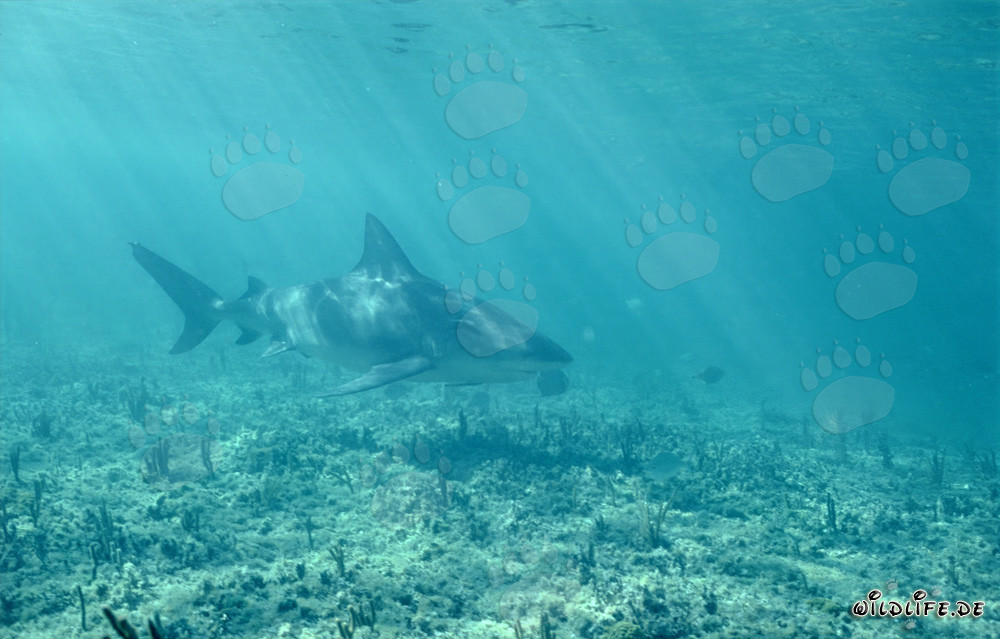 Majestätischer Bullenhai im klaren Wasser vor Walker's Cay, Bahamas