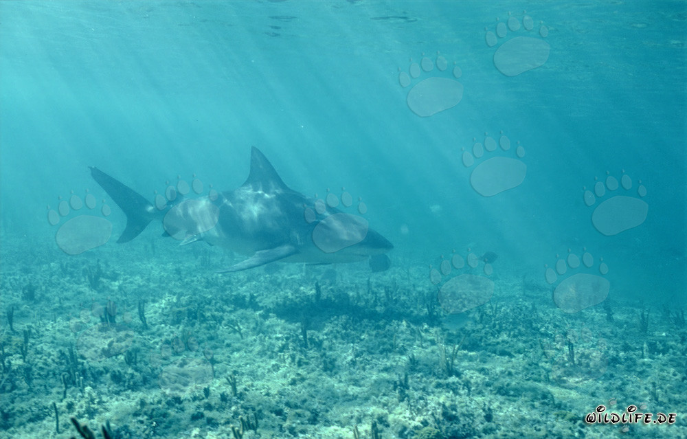 Maestoso squalo toro nelle acque cristalline di fronte a Walker's Cay, Bahamas