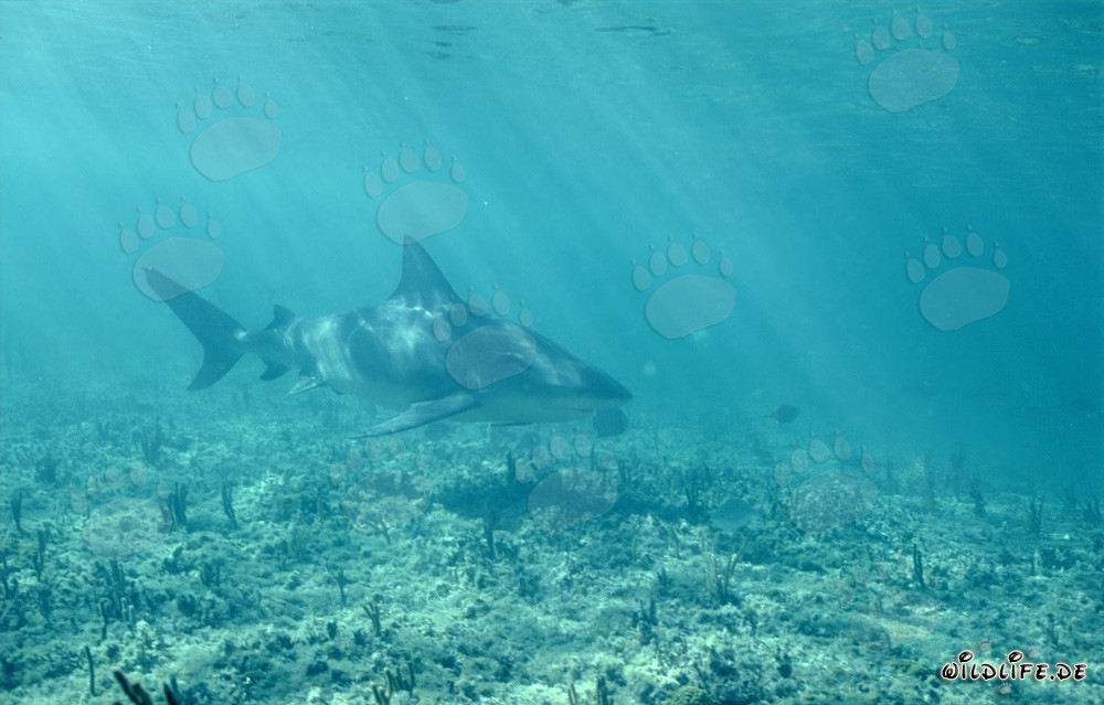 Tiburón toro majestuoso en aguas cristalinas frente a Walker's Cay, Bahamas