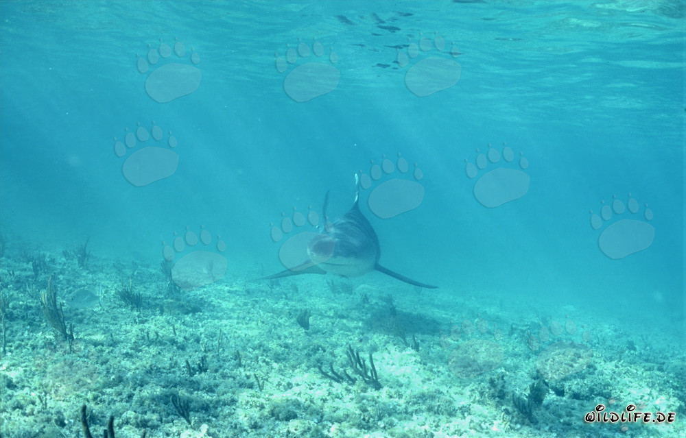 Imposanter Bullenhai auf Nahrungssuche vor Walker´s Cay