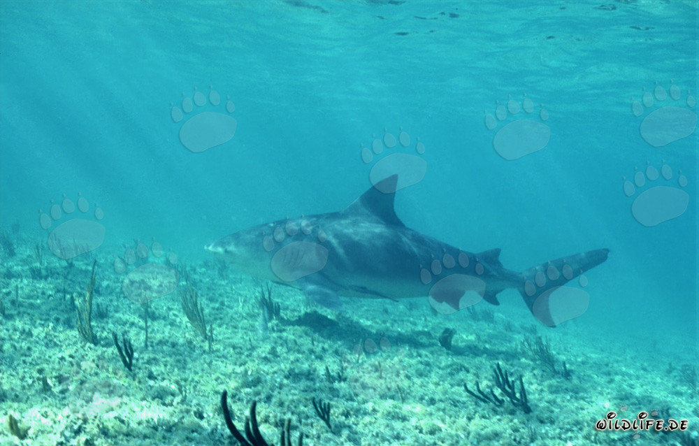 Bull Shark at Shark Point of Walker´s Cay