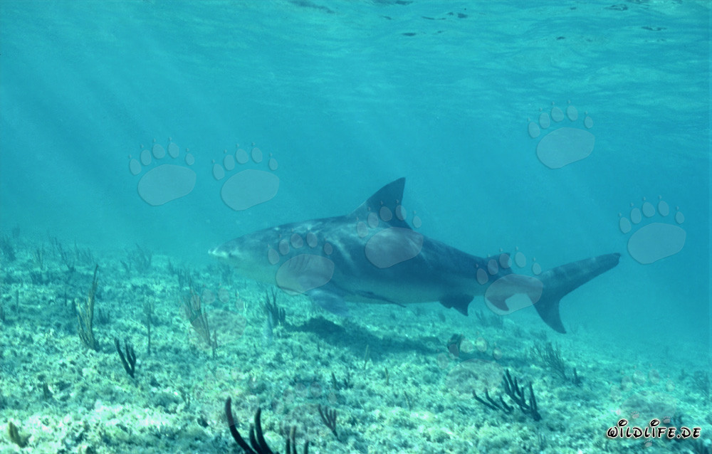 Requin-bouledogue au Shark Point de Walker's Cay