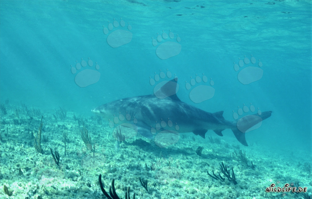 Squalo toro a Shark Point di Walker's Cay