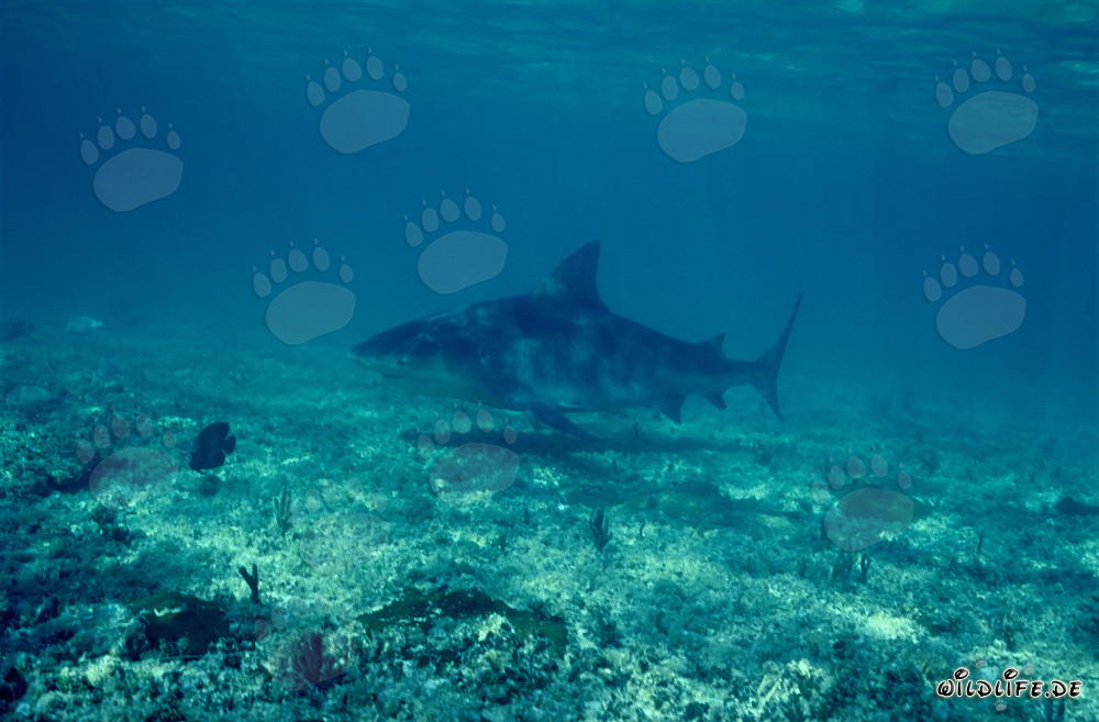Majestic bull shark hunting for prey