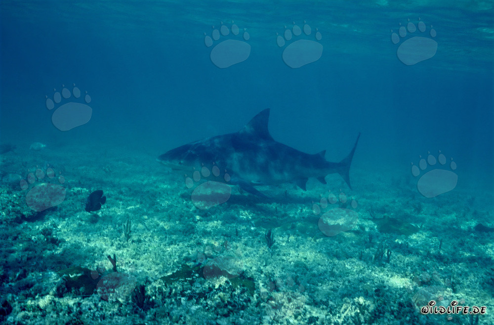 Impressionnant requin taureau à la recherche de sa proie