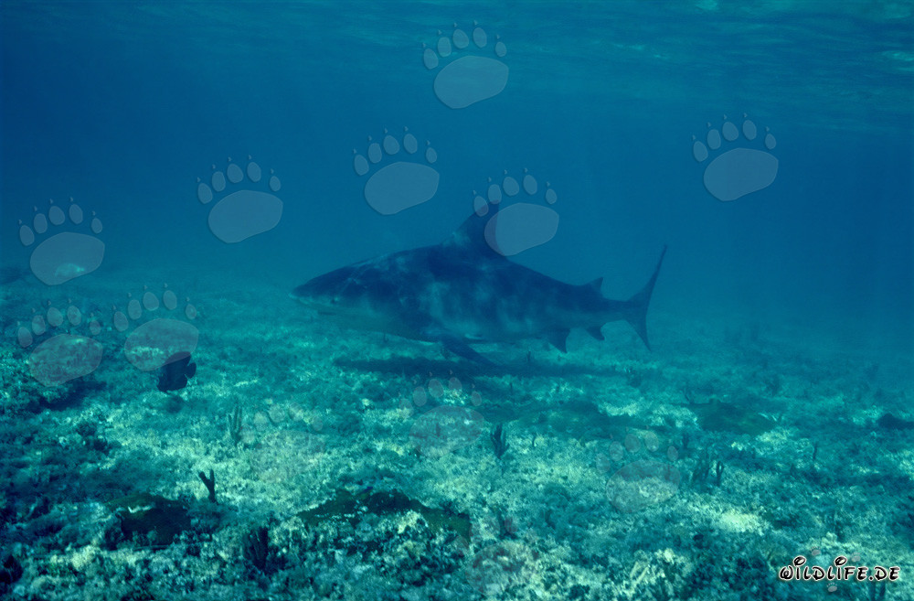 Imponente squalo toro alla ricerca di prede