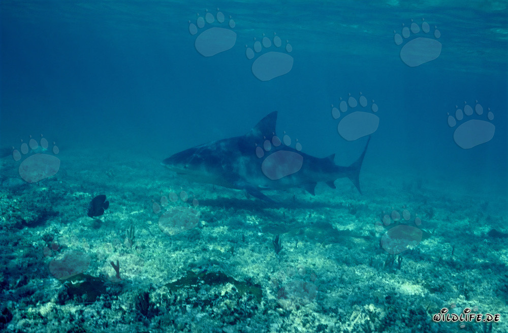 Impresionante tiburón toro en busca de presa