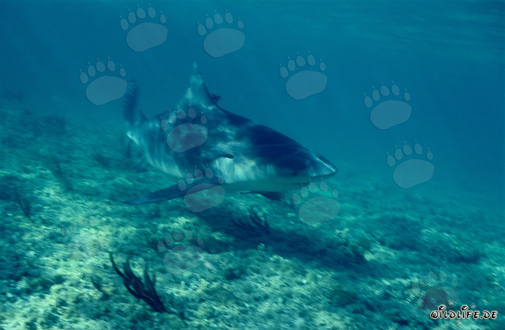 Bull Shark at the Shark Beach of Walker´s Cay