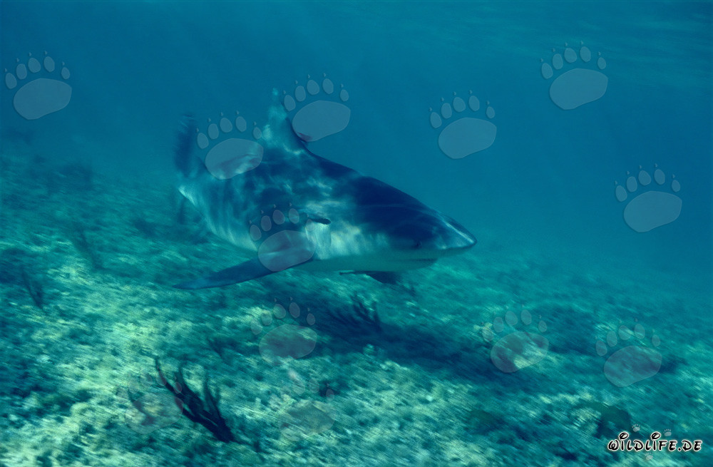 Bullenhai an der Shark Beach von Walker´s Cay