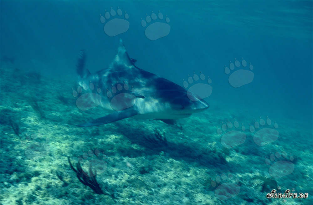 Tiburón toro en la playa de tiburones de Walker´s Cay