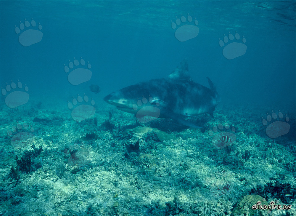 Bull shark on the hunt for prey at Walker´s Cay Shark Beach