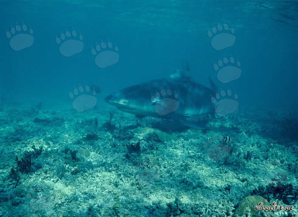 Bullenhai auf Nahrungssuche an der Walker´s Cay Shark Beach