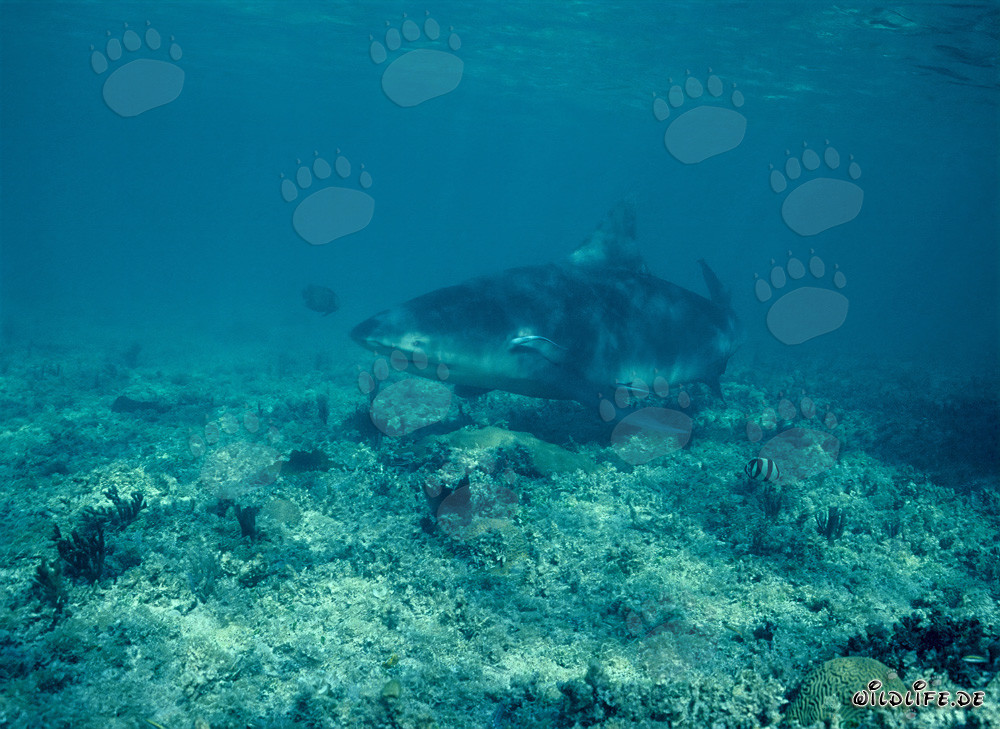 Requin bouledogue à la recherche de nourriture sur la plage de requins de Walker's Cay