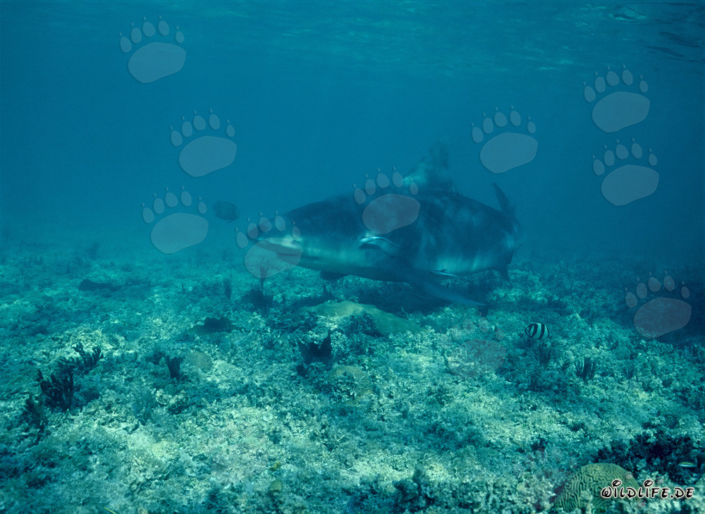 Squalo toro alla ricerca di cibo sulla spiaggia degli squali di Walker's Cay